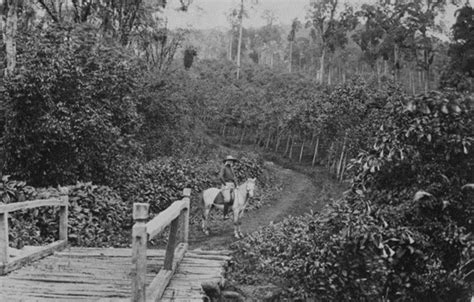 Cinchona Plantation In Bandung During The Dutch Colonial Period Source