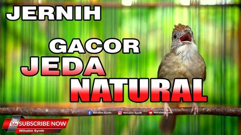 Kapas Tembak Gacor Jernih Panjang Jeda Natural Cocok Untuk Masteran