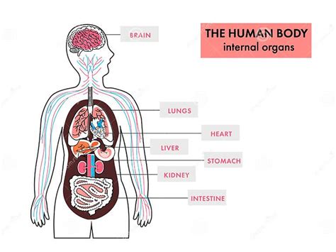 Anatomy of Human Body Internal Organs Infographics on White Stock ...