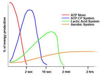 ATP-CP/Alactic acid System