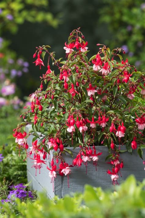 Fuchsia Madame Cornelissen C2 Cm