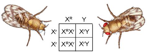 Chromosomes The Biology Corner