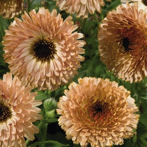 Graines De Fleurs Calendula Souci Touch Of Red Calendula Officinalis