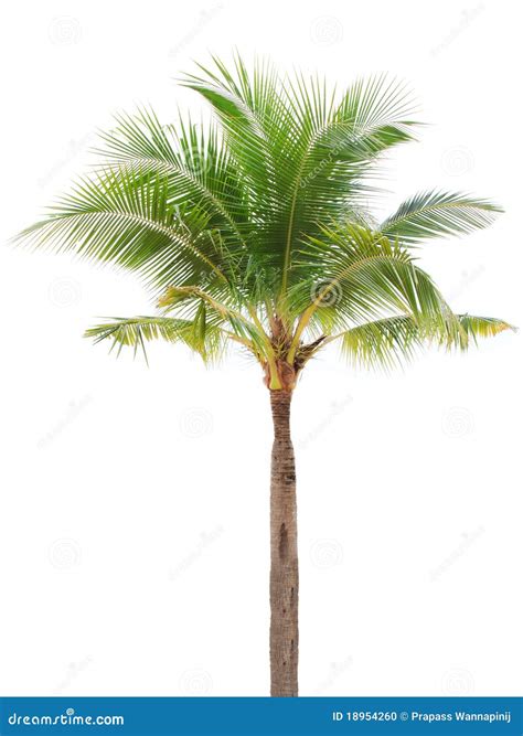 Isolated Single Coconut Tree Stock Photo Image 18954260