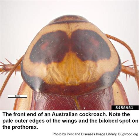 Australian Cockroach in Interiorscapes | NC State Extension Publications