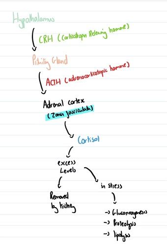 Cushings Syndrome Flashcards Quizlet