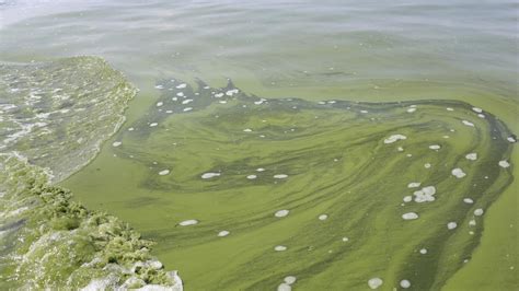 Killer Shrimp Could Invade The Great Lakes Cbs News