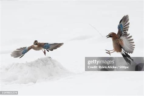 59 Jaybird Stock Photos, High-Res Pictures, and Images - Getty Images