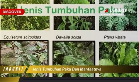 Intip 7 Manfaat Tumbuhan Paku Yang Bikin Kamu Penasaran Discover