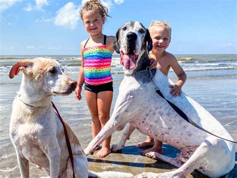 Mcfaddin Beach Visit Port Arthur Texas