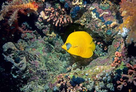 【珊瑚礁 サンゴ 水産動物 水中 生物学 生物海洋学 南国】の画像素材64033572 写真素材ならイメージナビ