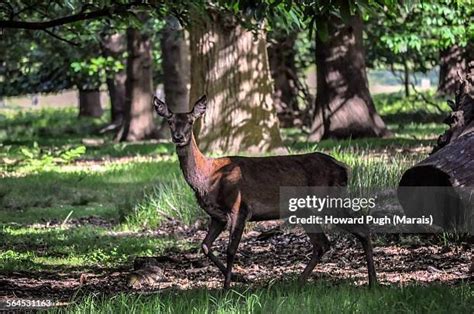 Deer And Foal Photos And Premium High Res Pictures Getty Images