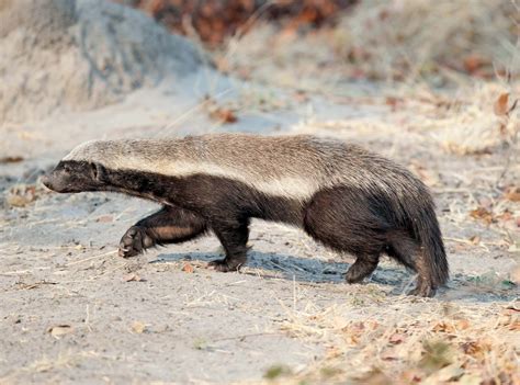 Ratel Honey Badger Africa And Carnivore Britannica