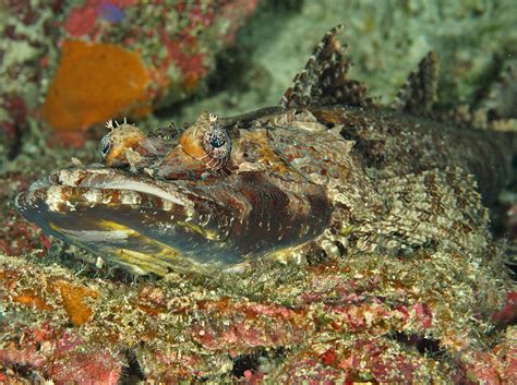 Crocodile Flathead Cymbacephalus Beauforti Wakatobi Indonesia