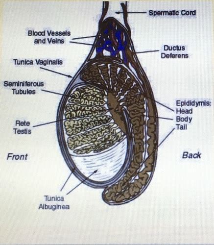 Pathology Exam Testicular Ppt Flashcards Quizlet