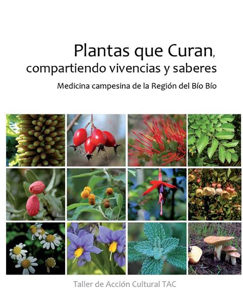 Plantas Que Curan Medicina Campesina De La Región Del Bío Bío By