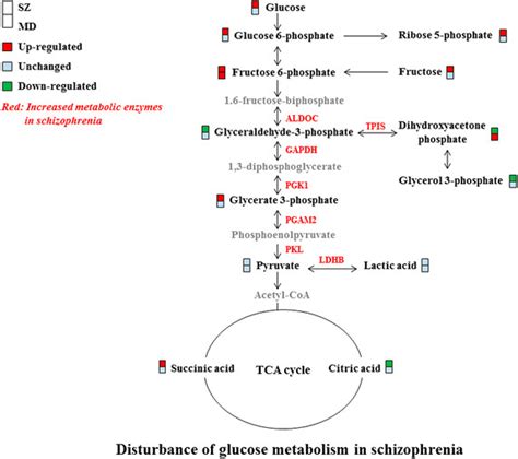 Differential metabolites and metabolic enzymes involved in glucose... | Download Scientific Diagram