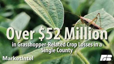 Grasshoppers Eating Into Western Farmers’ And Ranchers’ Bottom Lines Market Intel American