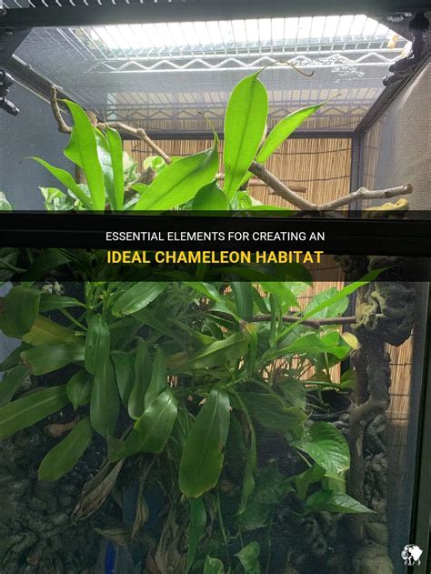 Essential Elements For Creating An Ideal Chameleon Habitat | PetShun