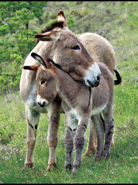 Country Boy John On Donkeys Cute Donkey Donkey Animals Beautiful