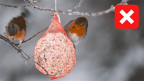 Nourrir Les Oiseaux En Hiver Les Bons Gestes Et Ceux Vraiment