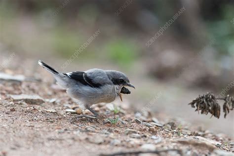 Great grey shrike feeding - Stock Image - C033/6554 - Science Photo Library