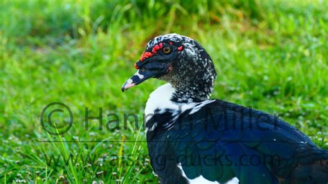 Best Effective Ways To Sex Your Muscovy Duck With Pictures Artofit