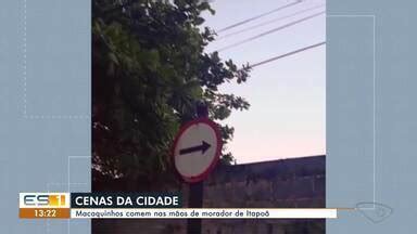 Gazeta Meio Dia Micos Comem Nas M Os De Morador De Itapo Em Vila