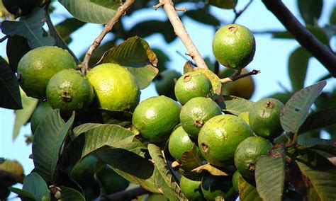 Guava Tree: Nutritious Tropical Fruit At Home | Epic Gardening