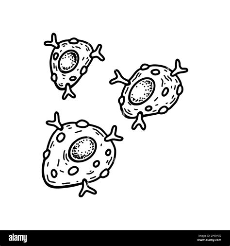 Mast Cell Blood Black And White Stock Photos And Images Alamy