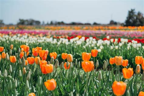 Visiting Texas Tulips: Everything You Need To Know