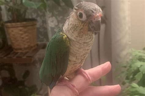 Sold Turquoise Yellowside Greencheek Conure