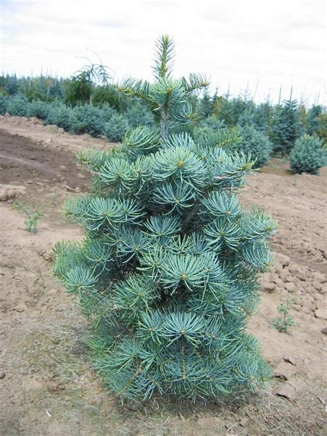 Abies Concolor Compacta Compact White Fir From Antheia Gardens