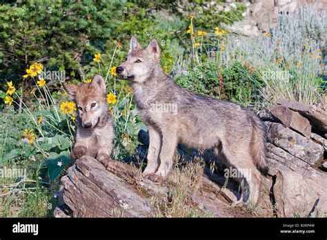 Grey Wolf pups on a rocky ledge Stock Photo - Alamy