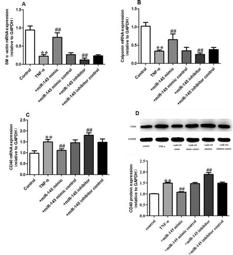 MiRNA 145 Inhibits VSMC Proliferation By Targeting CD40 Scientific