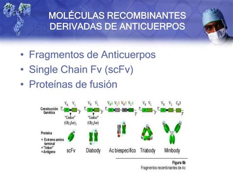 Anticuerpos Monoclonales PPT