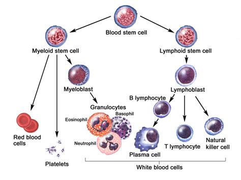 Red Blood Cells Function - Causes of Elevated, High, Large