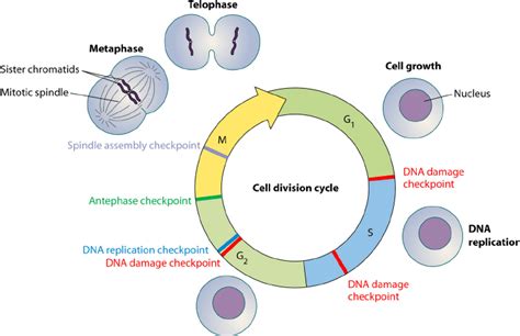 Cell Cycle Checkpoints Diagram