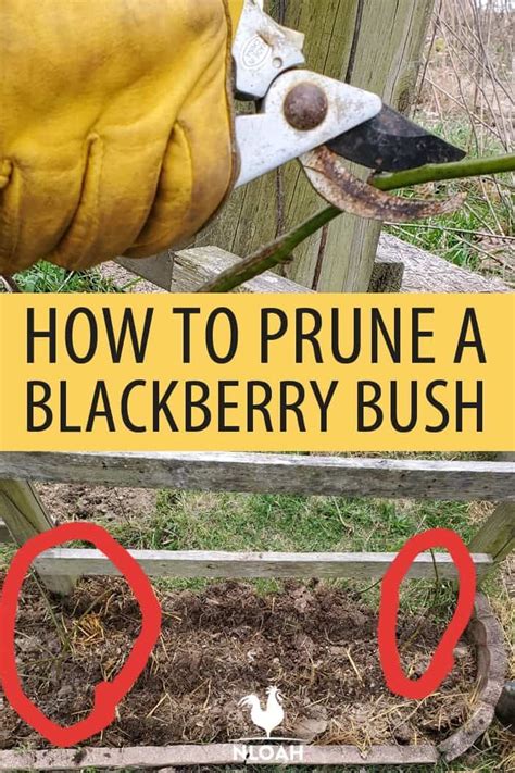 How To Prune A Blackberry Bush Pruning Blackberries Blackberry Bush