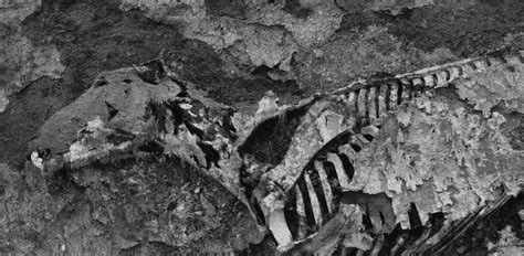 7 Rites to Perform Upon Finding a Dead Animal - Orion Magazine
