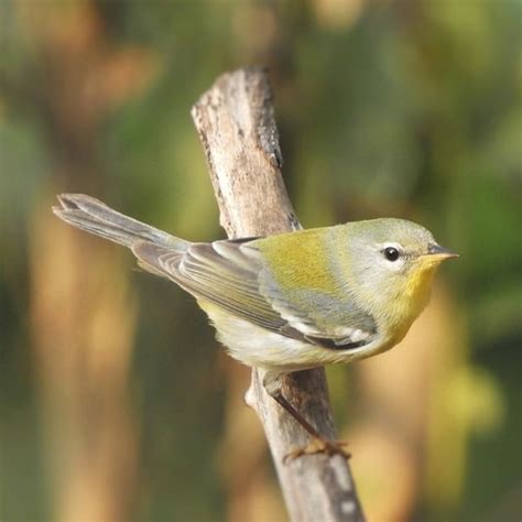 Northern Parula Casa Ana Playa Larga Cuba Jan Mersey Flickr