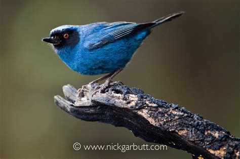 Masked Flowerpiercer Diglossopis Caerulescens Yanacocha Montane