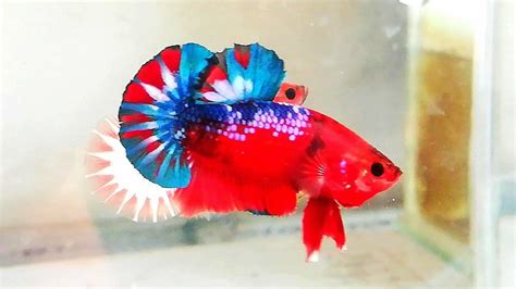 Fccp Red Fancy Đợt Cá Betta Ngày 242 Youtube