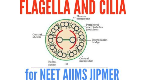 Structure Of Flagella And Cilia In Detail Youtube