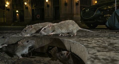 Spectacular Street-Level Photo Of NYC Rats Wins Urban Wildlife Photography Award - Gothamist