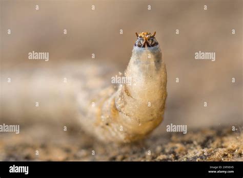 Crane Fly Larva Tipula Sp Europe November Controlled Conditions