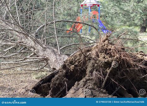 Fallen Tree After Storm Storm Damaged Tree Uprooted And Broken From