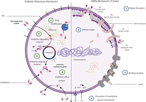 The Characteristics And Roles Of Antimicrobial Peptides As Potential