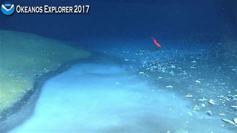 Okeanos Explorer Video Bite Newly Discovered Brine River Captivates