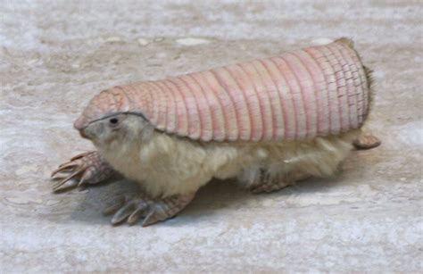 Armadillo | 9-Banded Species, Habitat & Diet | Britannica